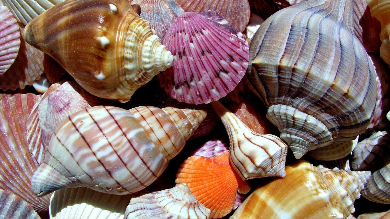 Sea Shells for 1366 x 768 HDTV resolution