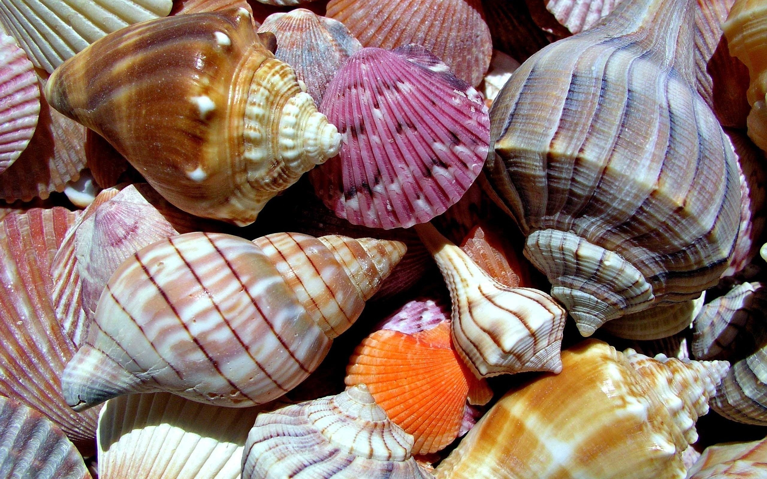 Sea Shells for 2560 x 1600 widescreen resolution