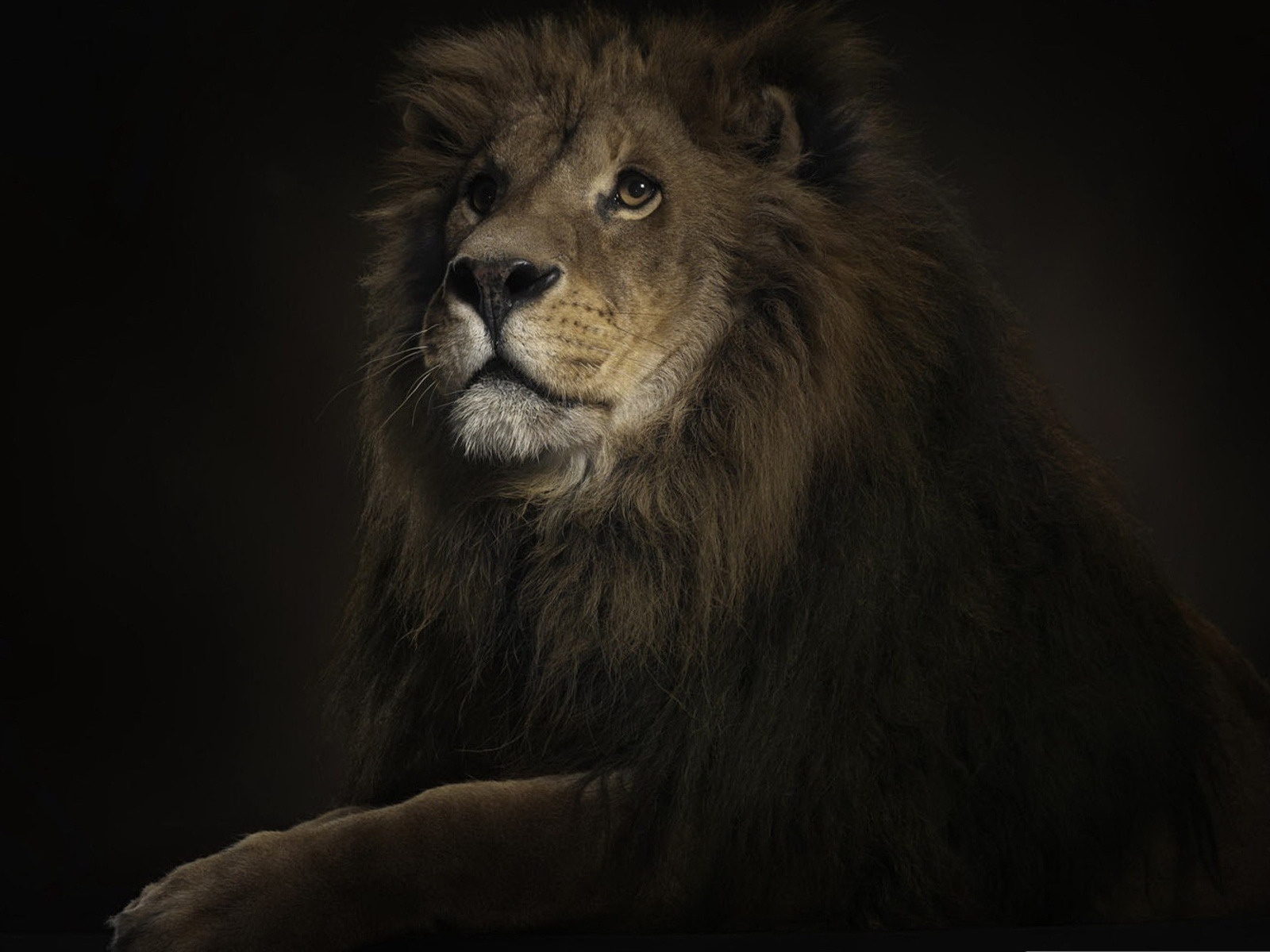 Seriously Lion King for 1600 x 1200 resolution