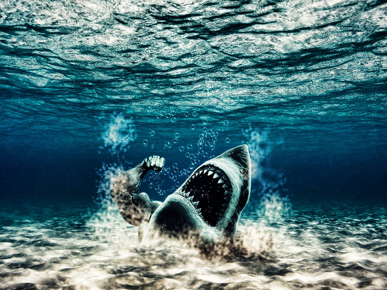 Shark for 1280 x 960 resolution