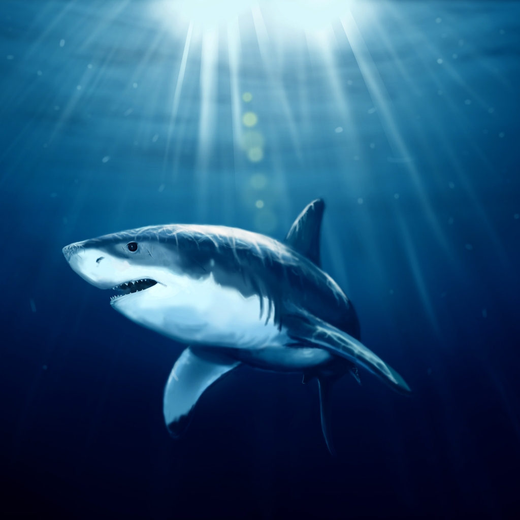 Shark Under Water for 1024 x 1024 iPad resolution