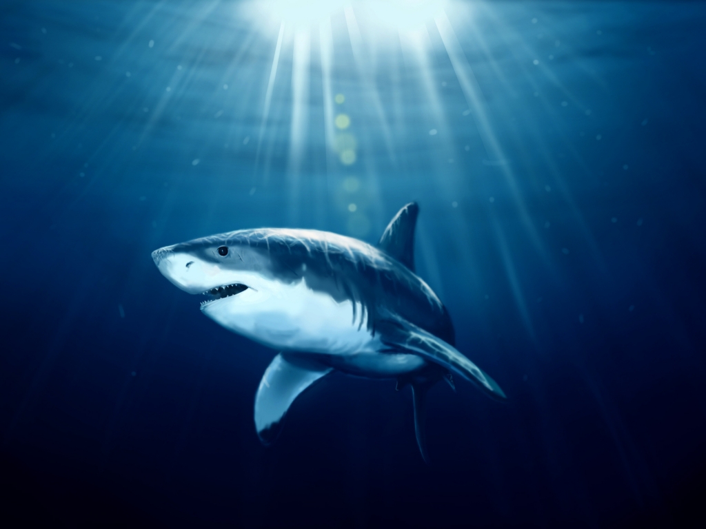 Shark Under Water for 1024 x 768 resolution
