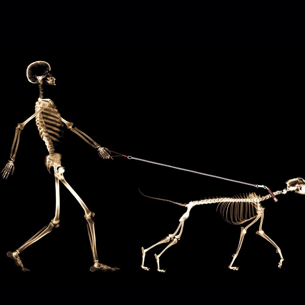 Skeletons Walking for 1024 x 1024 iPad resolution