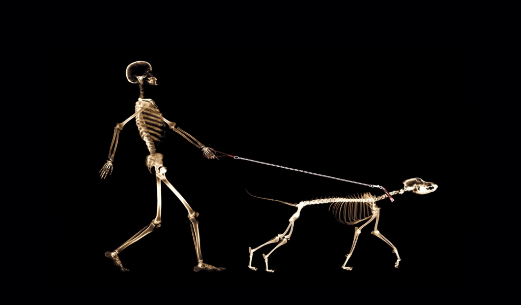 Skeletons Walking for 1024 x 600 widescreen resolution