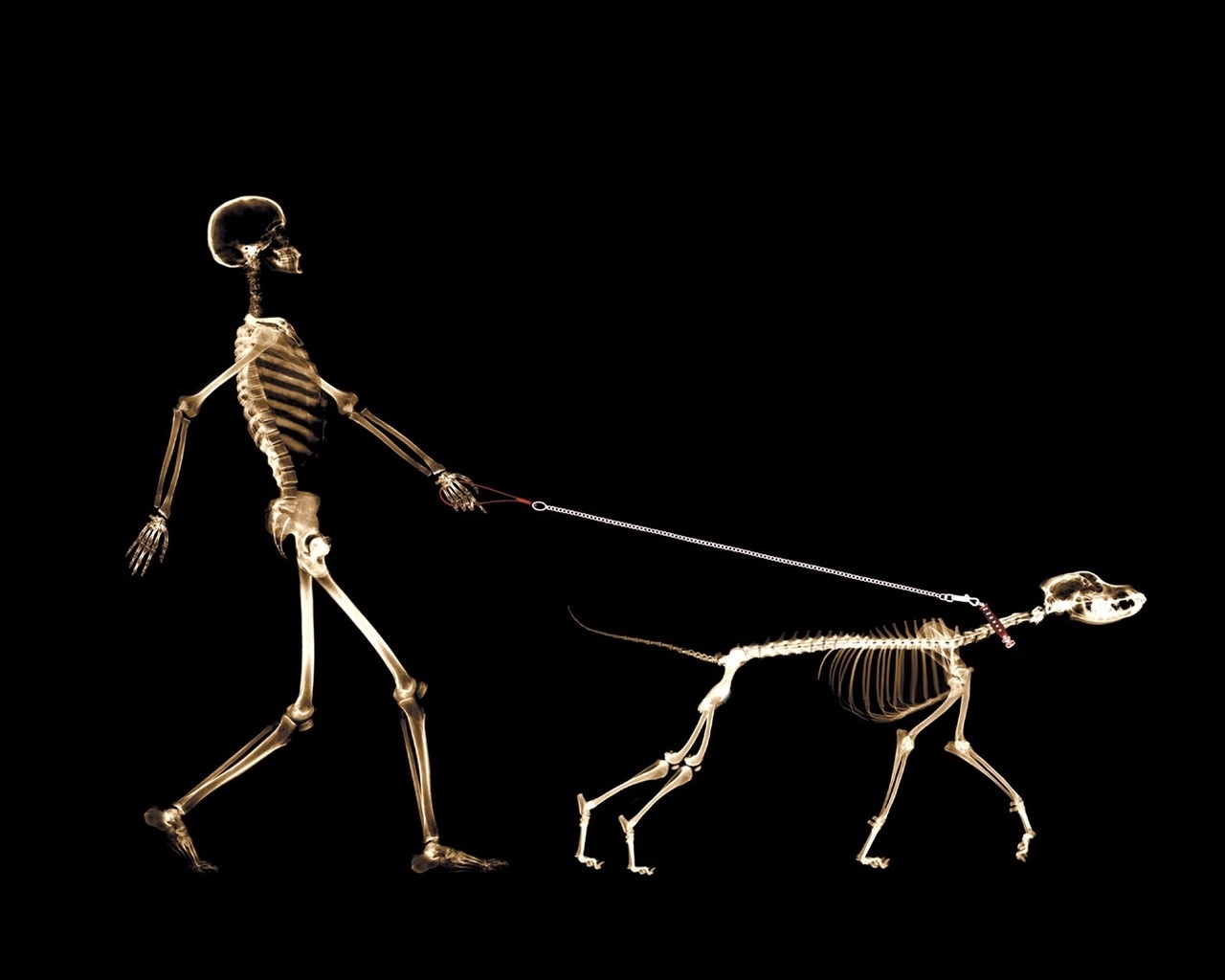 Skeletons Walking for 1280 x 1024 resolution