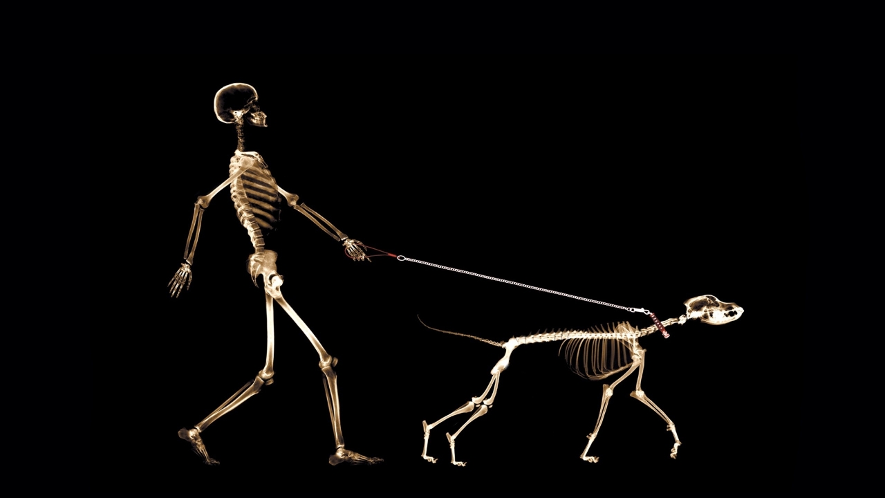 Skeletons Walking for 1280 x 720 HDTV 720p resolution