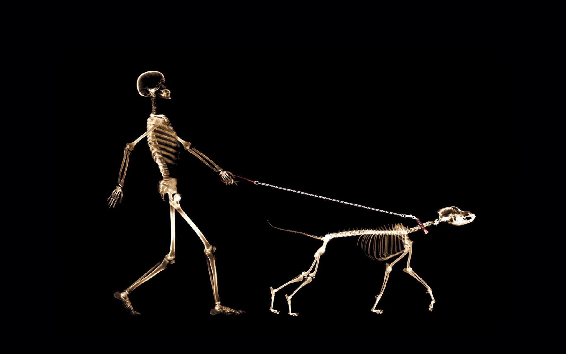 Skeletons Walking for 1920 x 1200 widescreen resolution