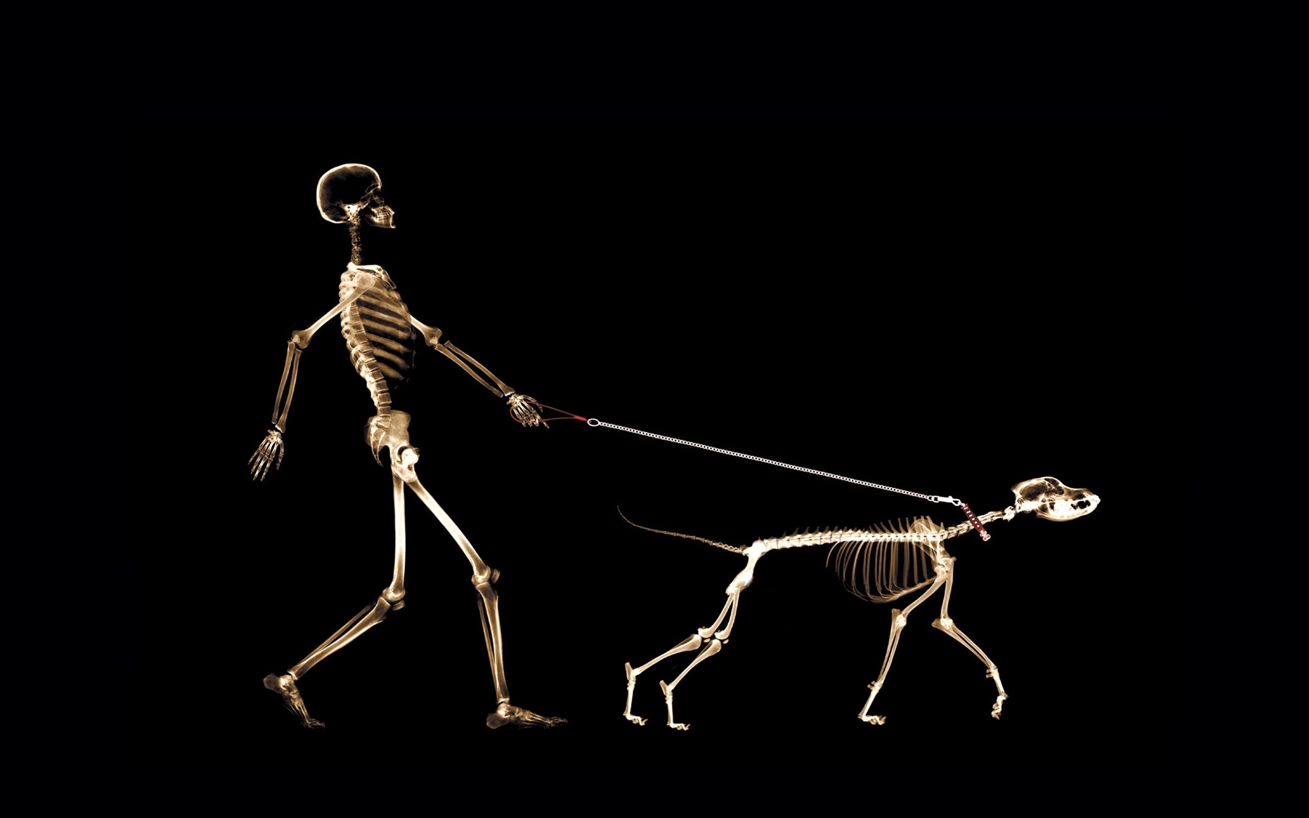 Skeletons Walking for 2560 x 1600 widescreen resolution