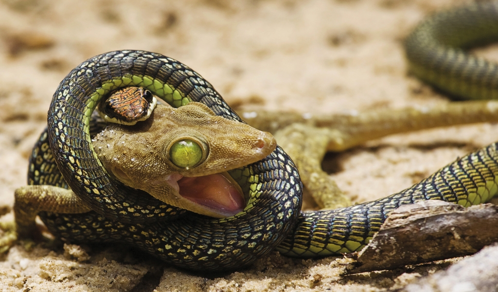 Snake Lunch for 1024 x 600 widescreen resolution
