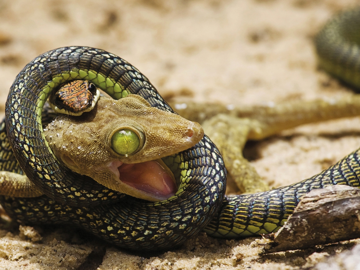 Snake Lunch for 1152 x 864 resolution