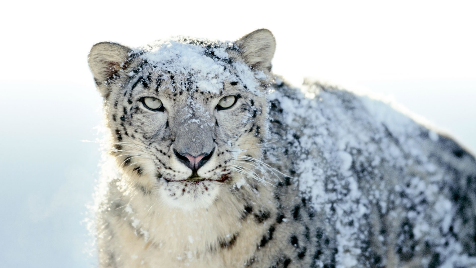 Snow Leopard for 1536 x 864 HDTV resolution