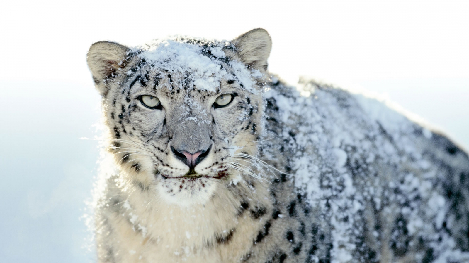 Snow Leopard for 1600 x 900 HDTV resolution