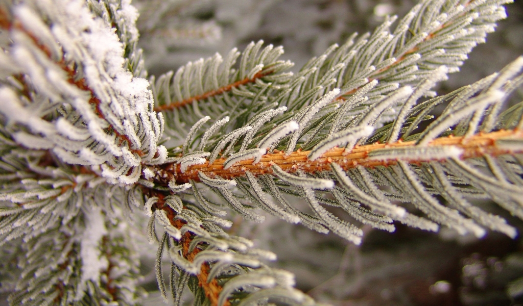 Snowy pine for 1024 x 600 widescreen resolution