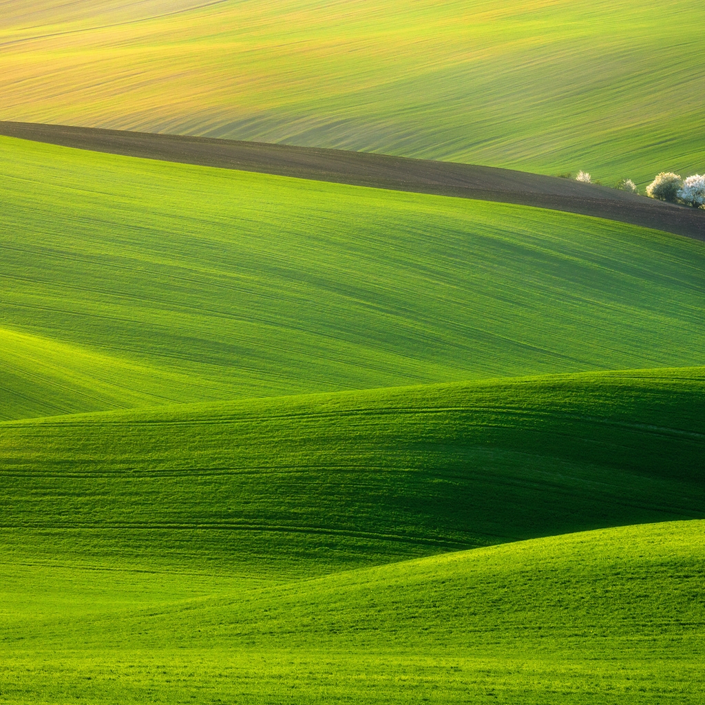 Spectacular Green Field for 1024 x 1024 iPad resolution