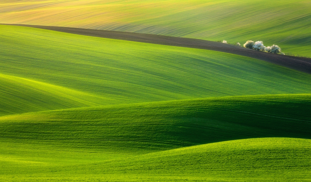 Spectacular Green Field for 1024 x 600 widescreen resolution