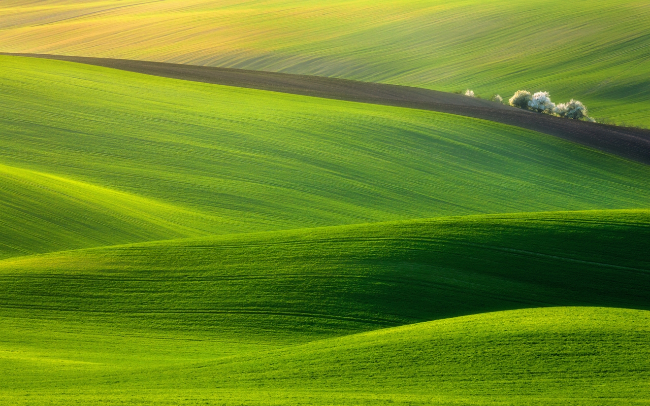 Spectacular Green Field for 1280 x 800 widescreen resolution