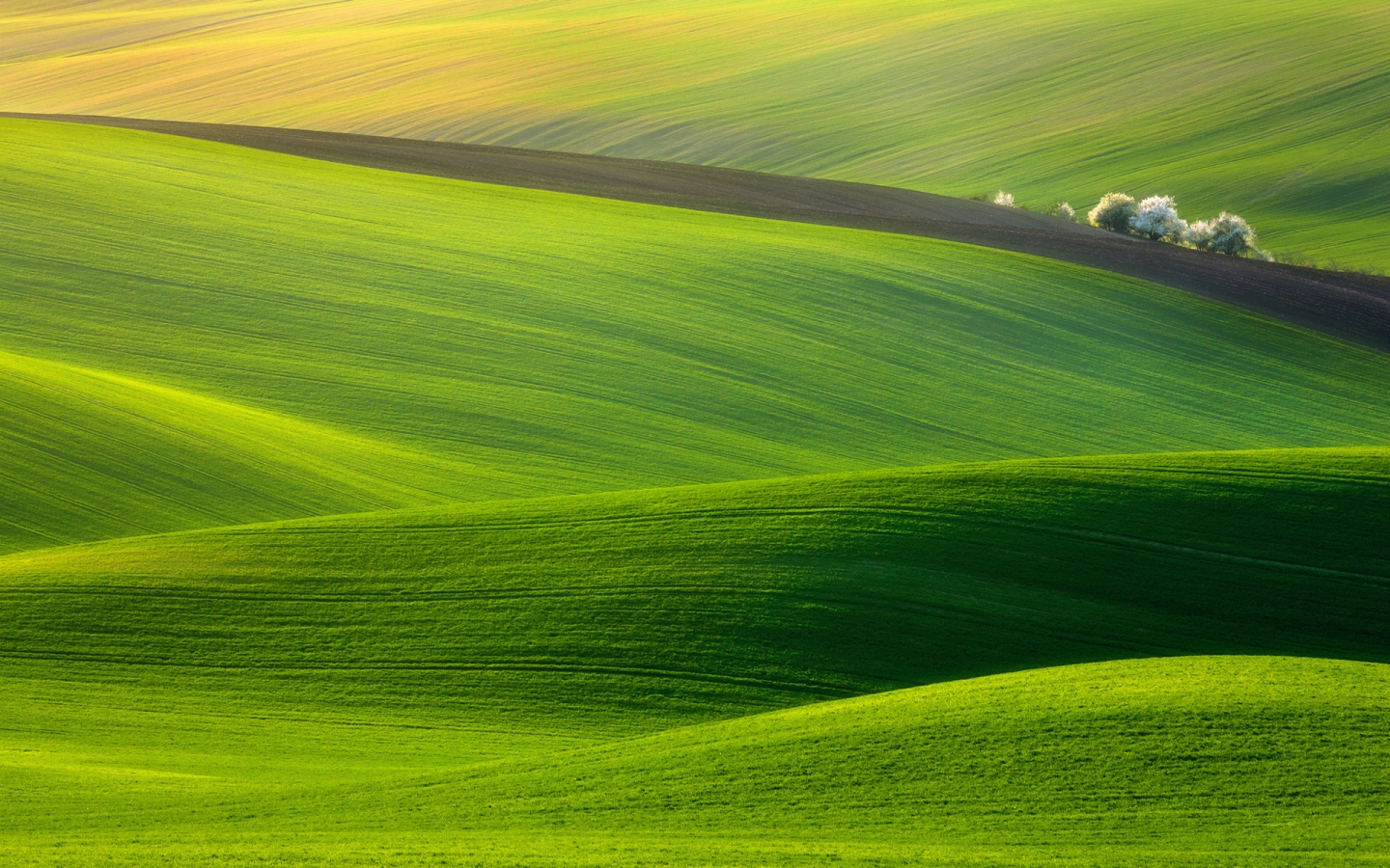 Spectacular Green Field for 1440 x 900 widescreen resolution