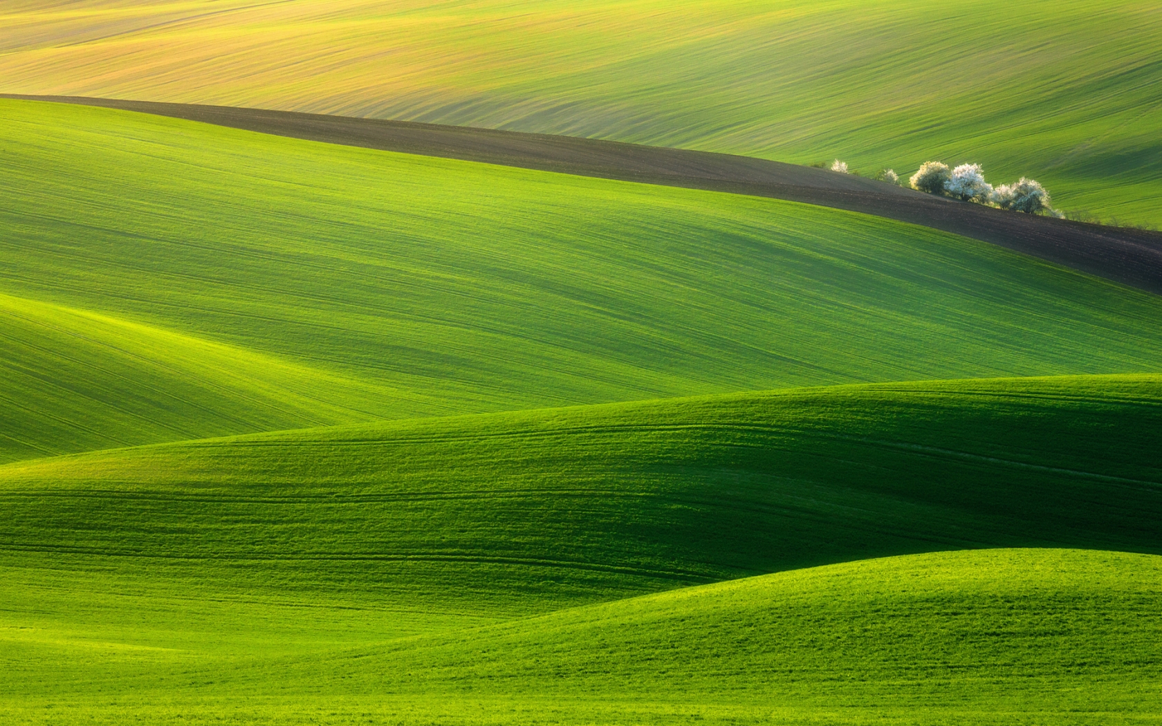 Spectacular Green Field for 1680 x 1050 widescreen resolution