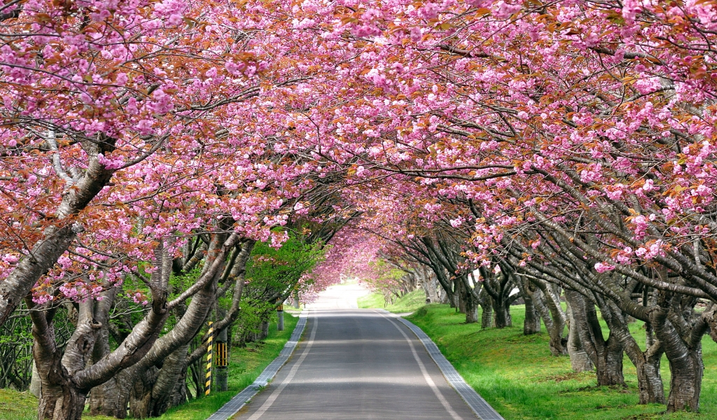 Splendid Cherry Blossom for 1024 x 600 widescreen resolution