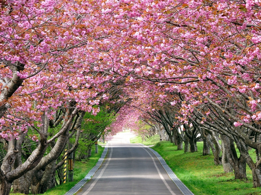 Splendid Cherry Blossom for 1024 x 768 resolution