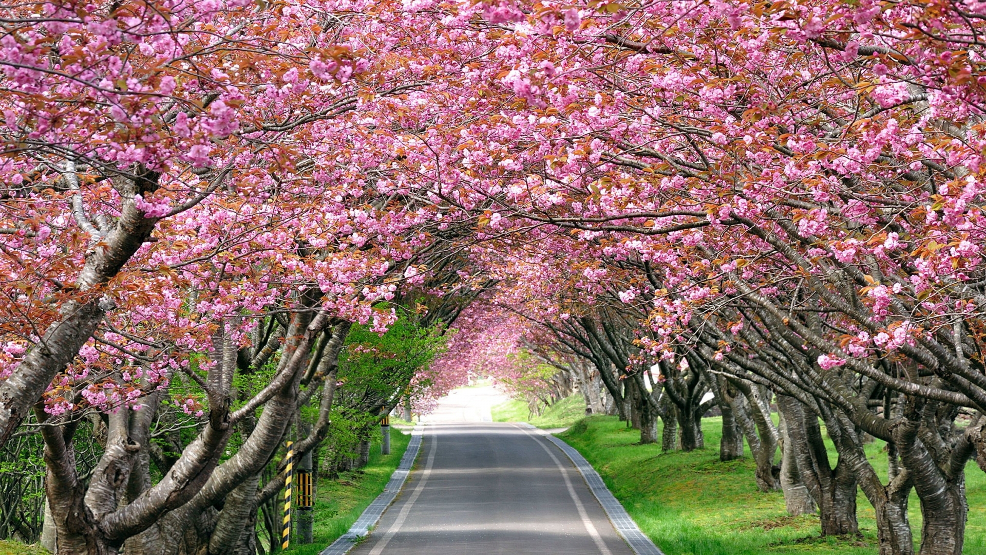 Splendid Cherry Blossom for 1920 x 1080 HDTV 1080p resolution