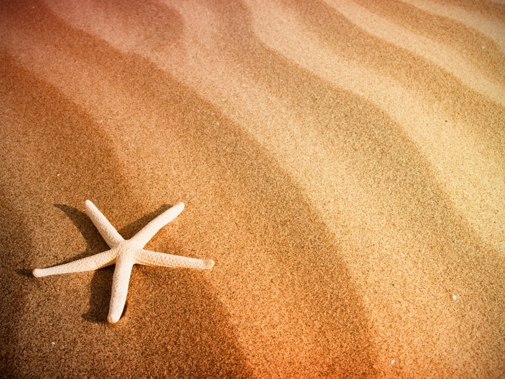 Starfish and Sand for 1024 x 768 resolution