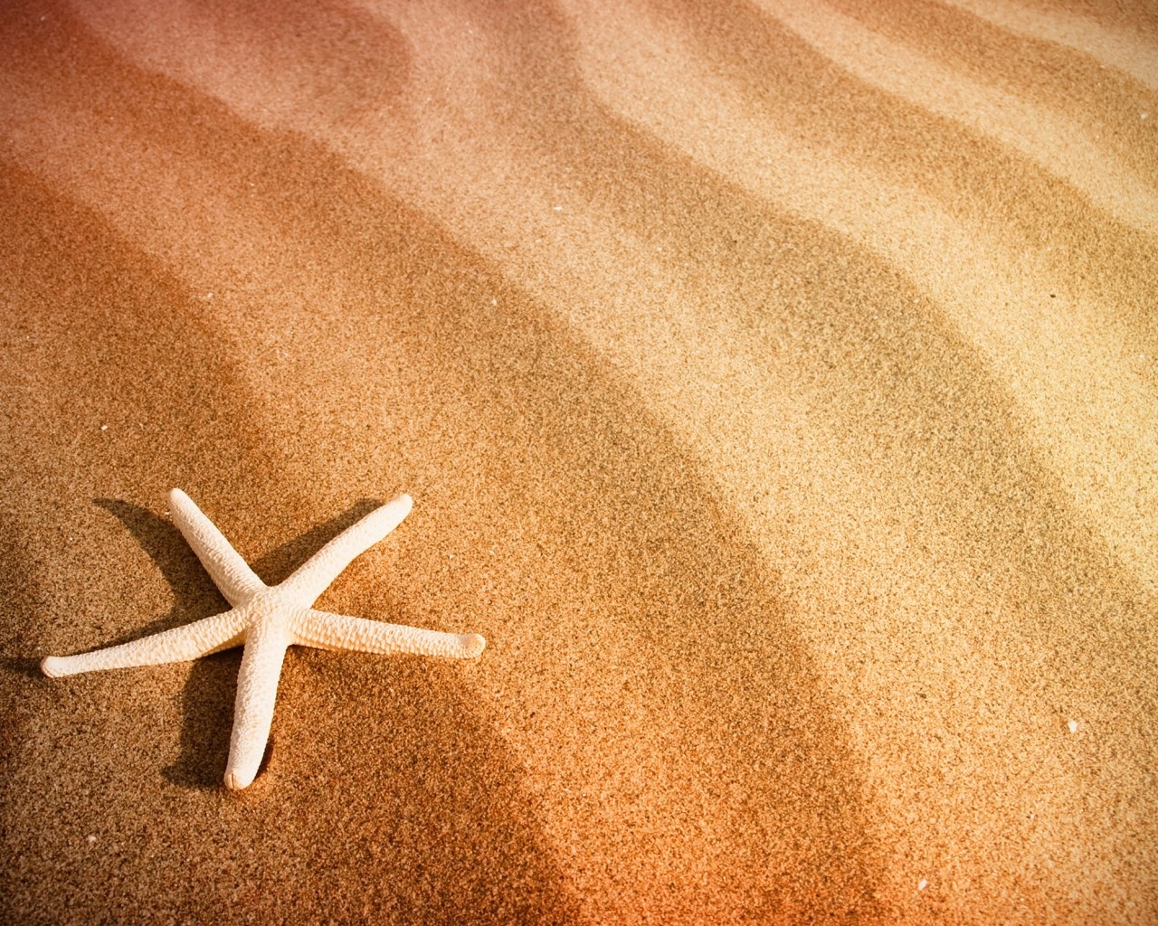 Starfish and Sand for 1280 x 1024 resolution