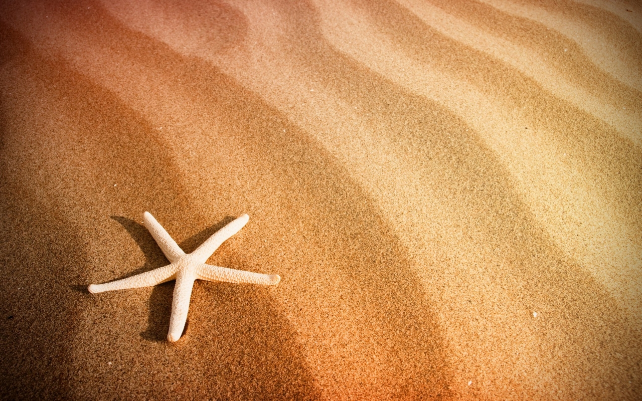 Starfish and Sand for 1280 x 800 widescreen resolution