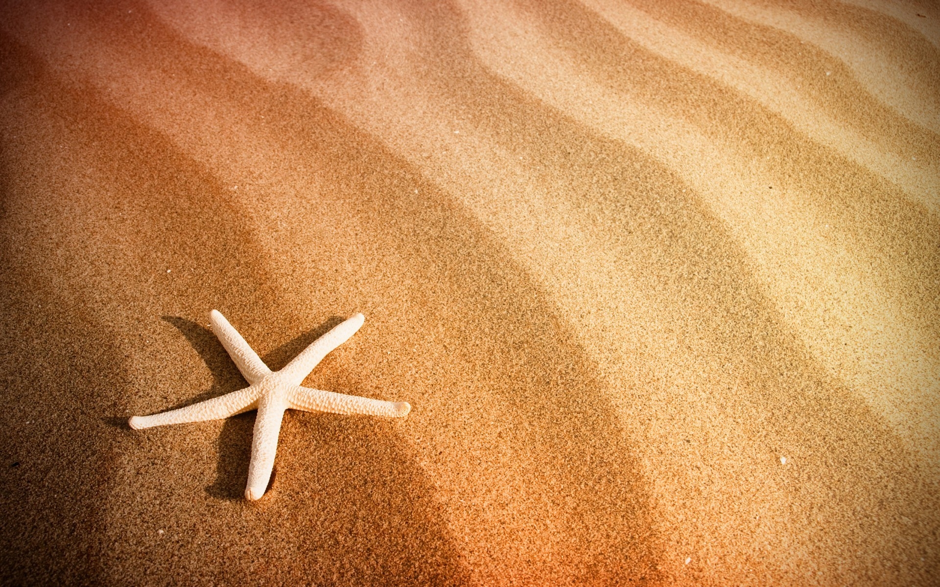 Starfish and Sand for 1920 x 1200 widescreen resolution