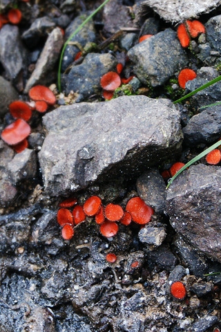 Stones and Mushrooms for 320 x 480 iPhone resolution