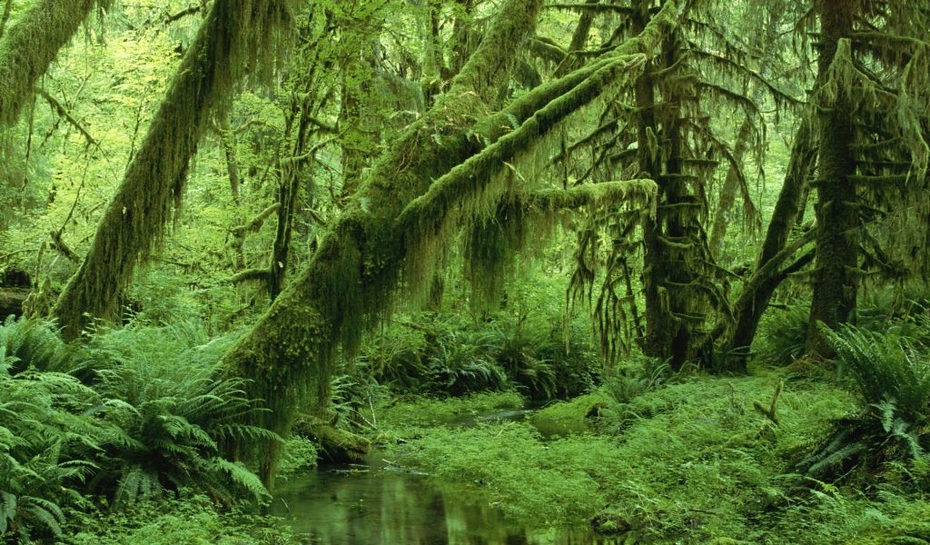 Super Green Forest for 1024 x 600 widescreen resolution