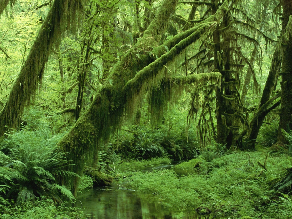 Super Green Forest for 1152 x 864 resolution
