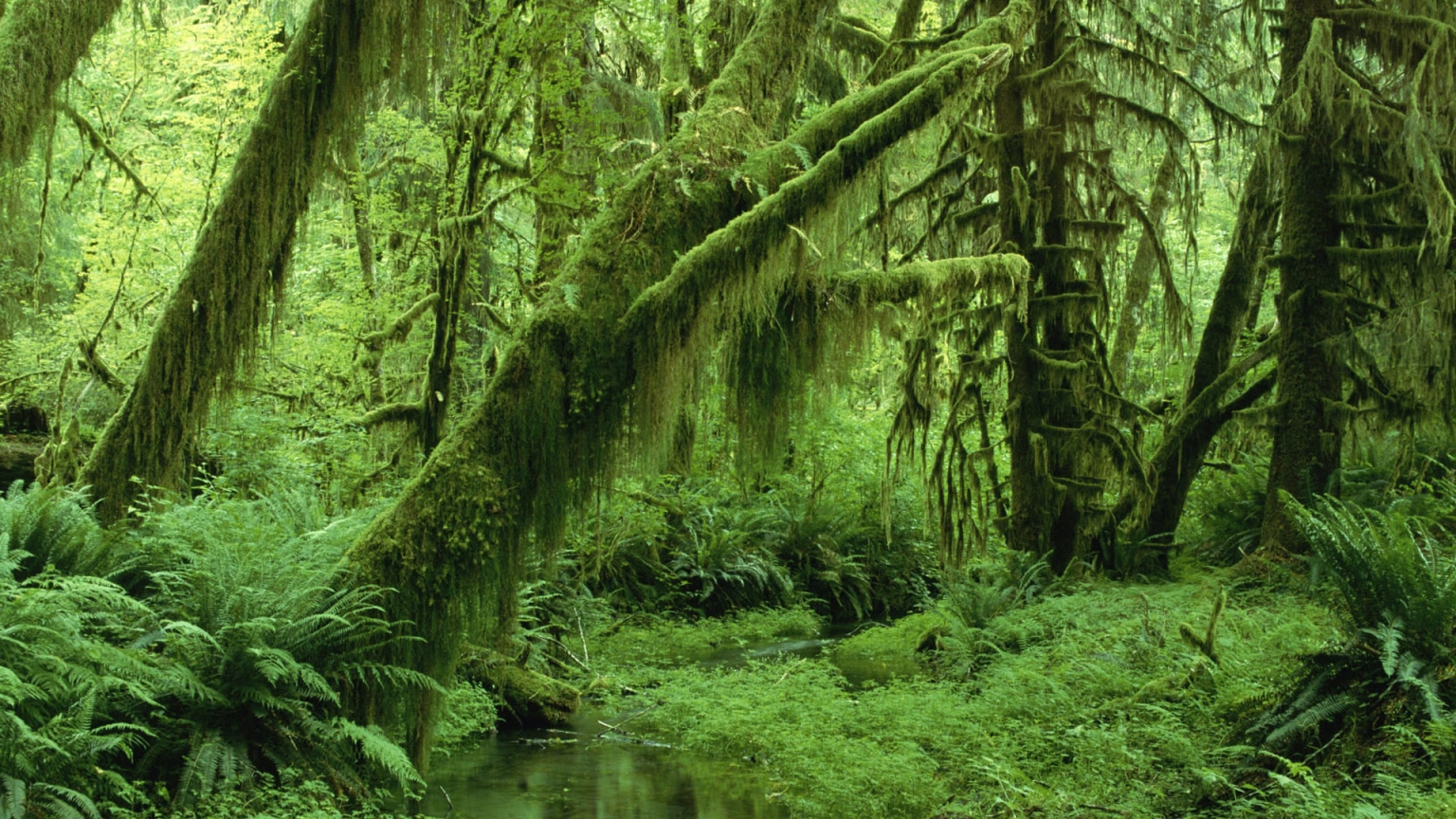 Super Green Forest for 1536 x 864 HDTV resolution