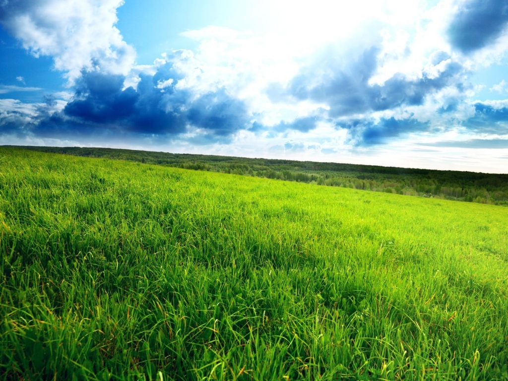 Superb Green Field for 1024 x 768 resolution