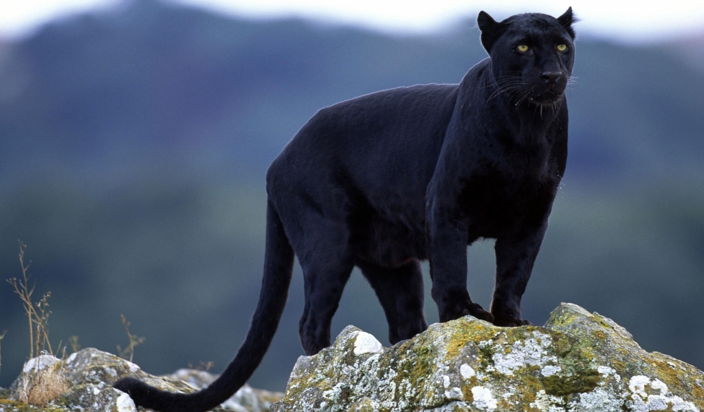 Superb Panther for 1024 x 600 widescreen resolution