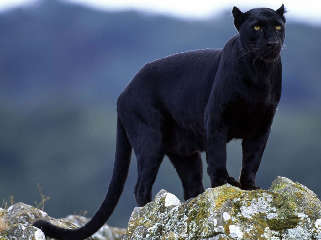 Superb Panther for 1024 x 768 resolution