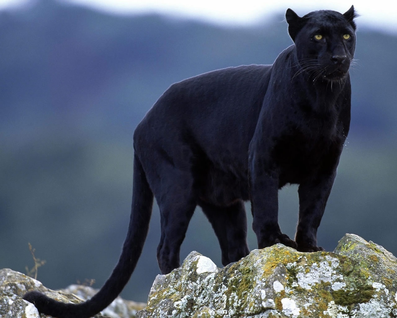 Superb Panther for 1280 x 1024 resolution