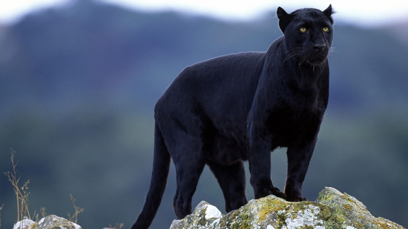 Superb Panther for 1366 x 768 HDTV resolution