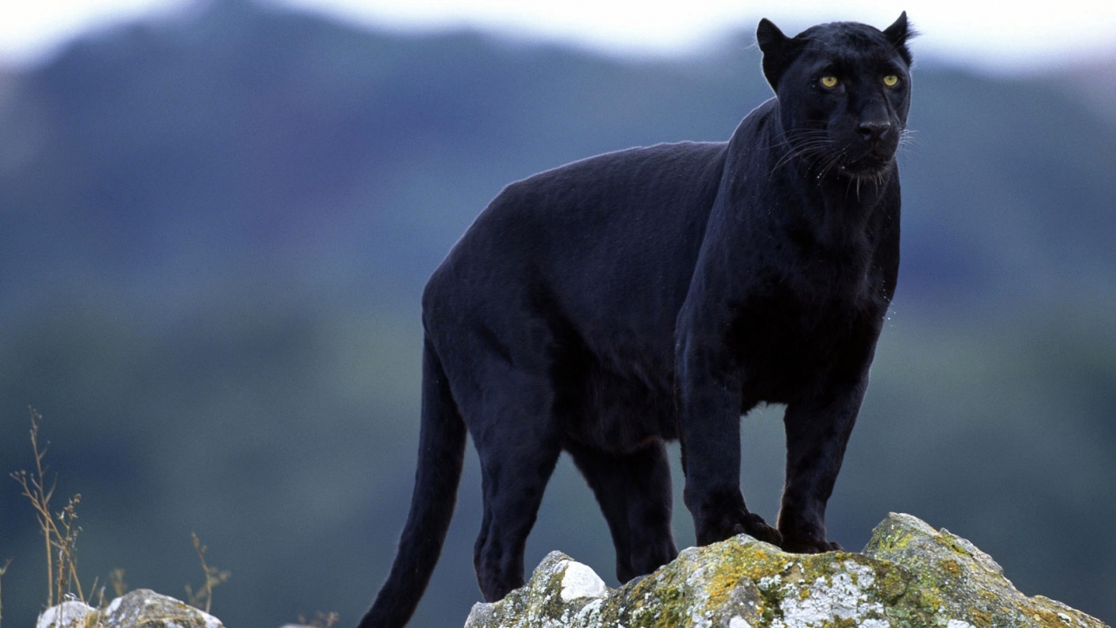 Superb Panther for 1600 x 900 HDTV resolution