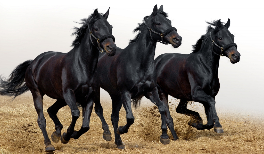 Three Black Horses for 1024 x 600 widescreen resolution