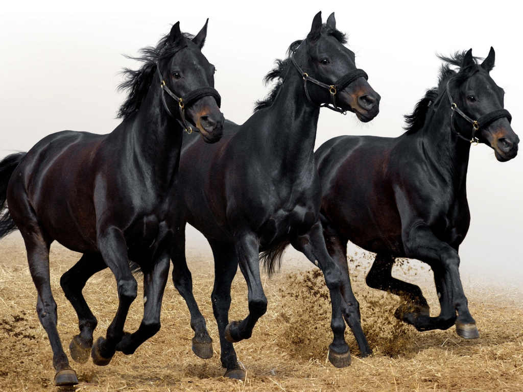 Three Black Horses for 1024 x 768 resolution