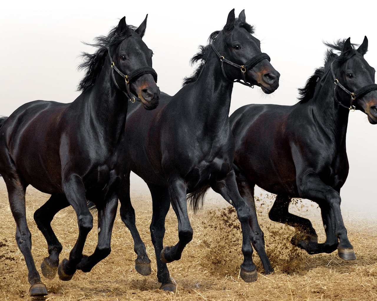 Three Black Horses for 1280 x 1024 resolution
