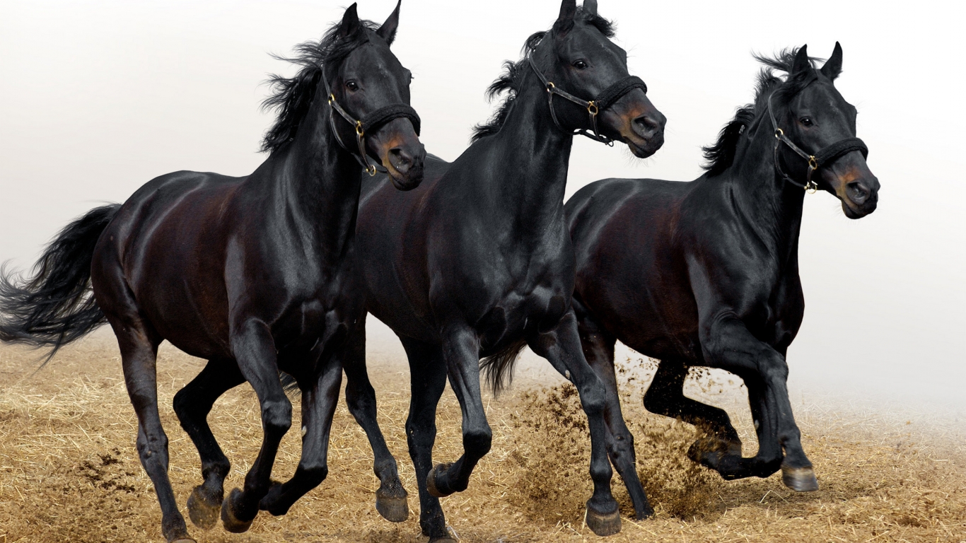 Three Black Horses for 1366 x 768 HDTV resolution