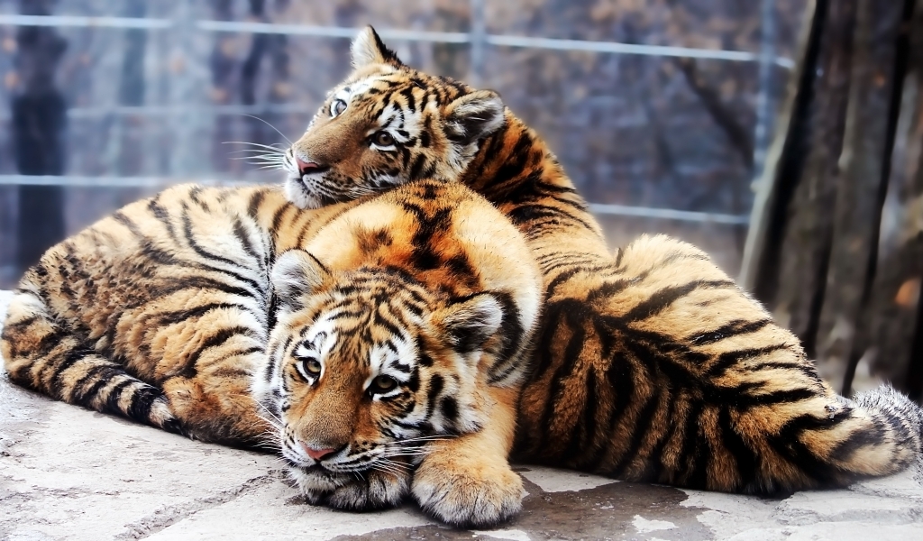 Tiger Friends for 1024 x 600 widescreen resolution