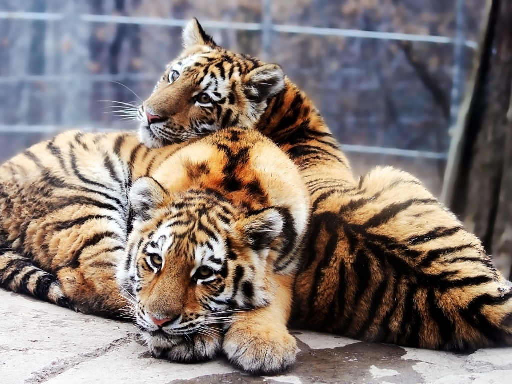 Tiger Friends for 1024 x 768 resolution
