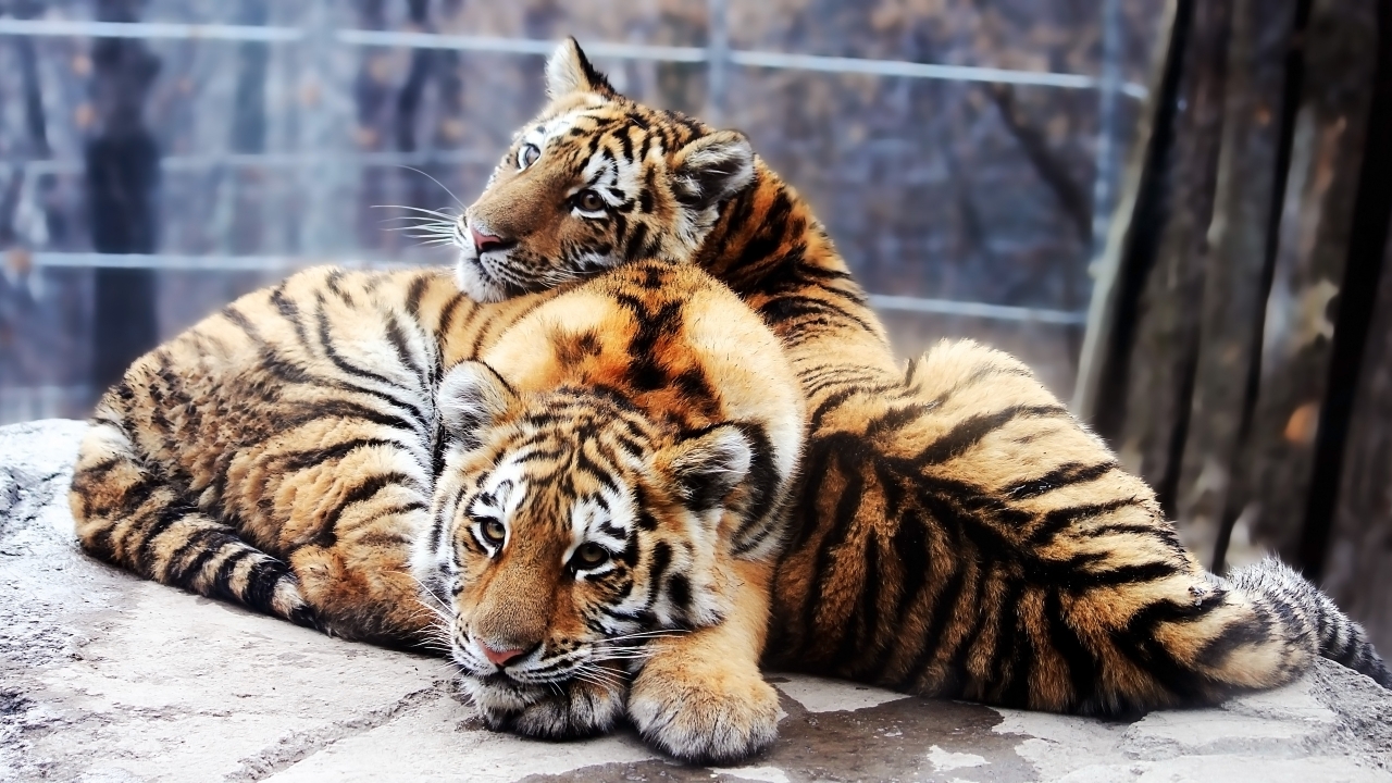 Tiger Friends for 1280 x 720 HDTV 720p resolution