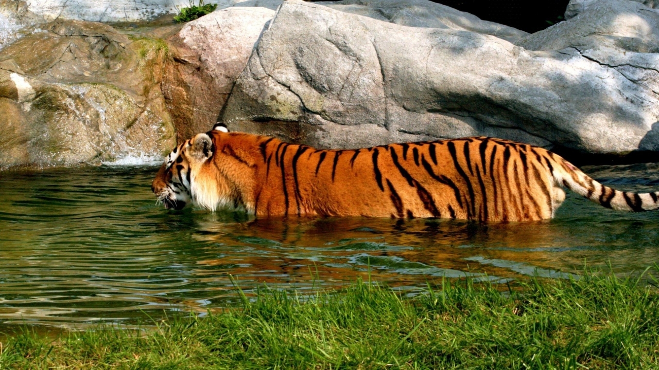 Tiger in Water for 1280 x 720 HDTV 720p resolution