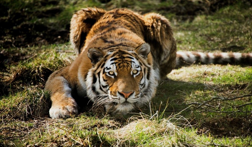 Tiger Ready to Attack for 1024 x 600 widescreen resolution