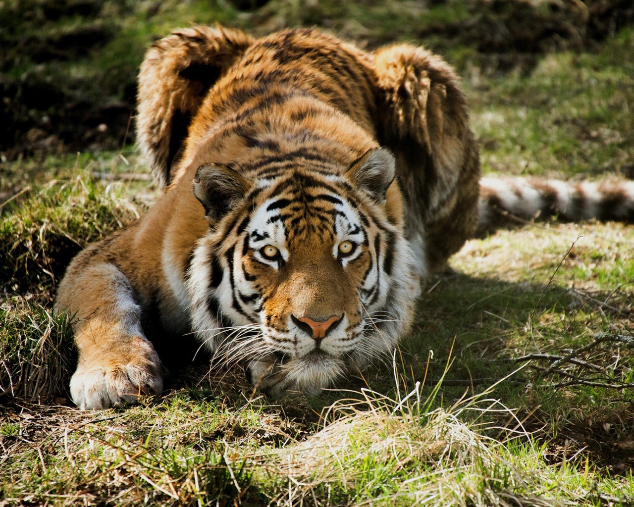 Tiger Ready to Attack for 1280 x 1024 resolution