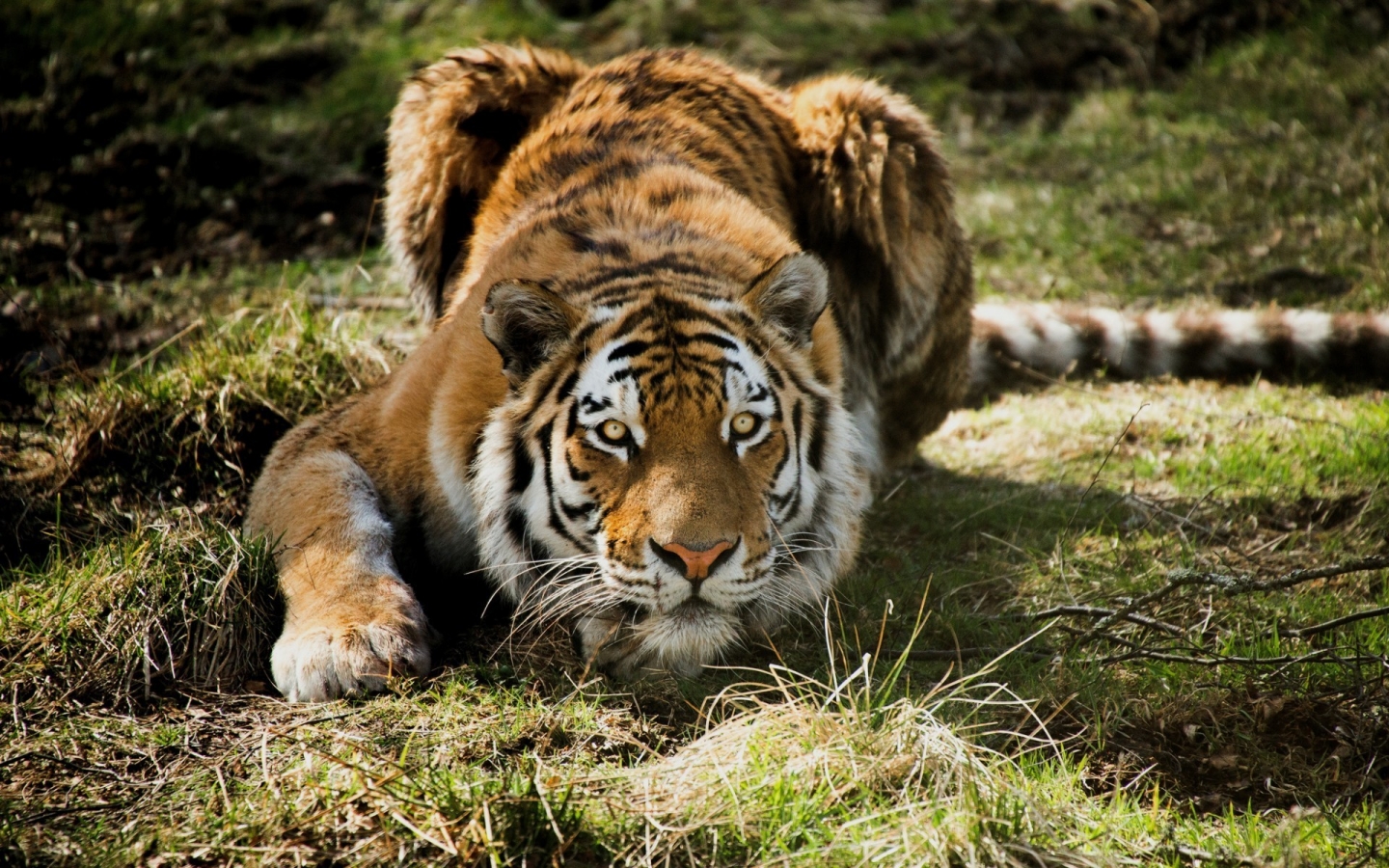 Tiger Ready to Attack for 1440 x 900 widescreen resolution